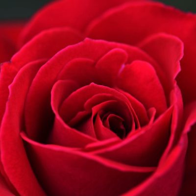 Το τριαντάφυλλο διαθέτει μοναδικές ευεργετικές ιδιότητες για το δέρμα. Προσφέρει βαθιά ενυδάτωση, ελαστικότητα και λάμψη.